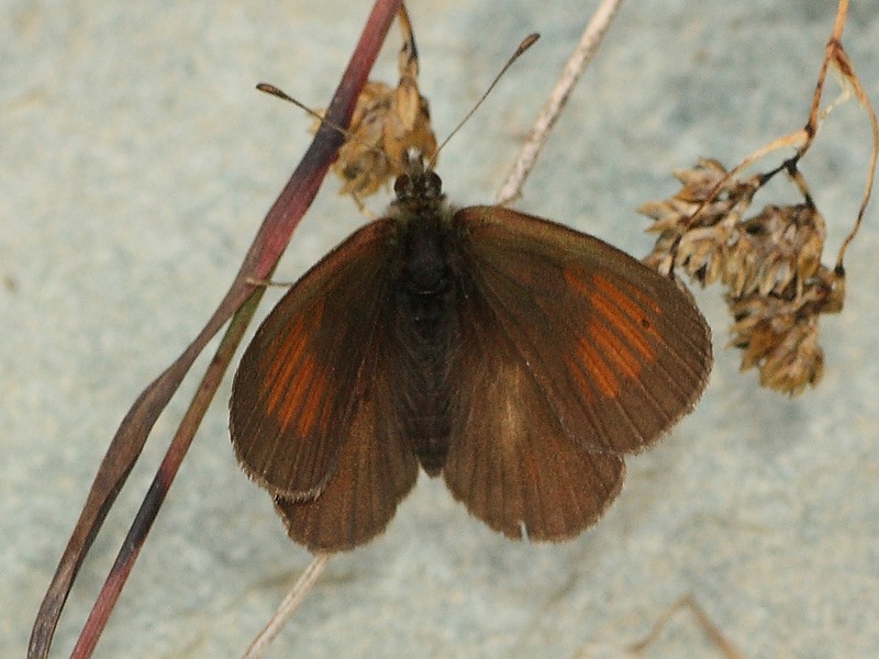 Erebia 7 da id